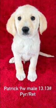 Great Pyrenees and Retriever Dogs Available for Adoption in Brewster, New York - Patrick (P Puppies) | PetCurious