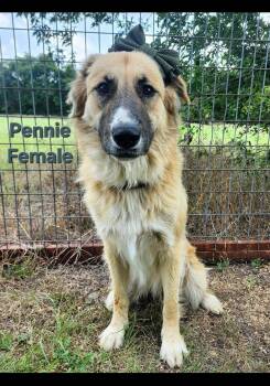 Miss Pennie cs -  Great Pyrenees Dog for Adoption in Columbia, Maryland - Miss Pennie Cs | PetCurious