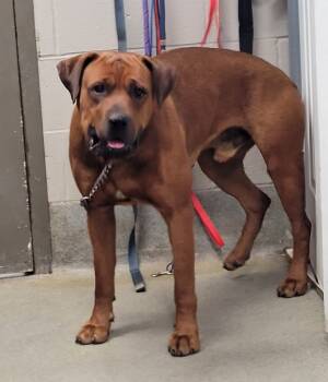 Rescue Rottweiler and Boxer Dogs for Adoption in Hopkinsville, Kentucky - Reggie | PetCurious