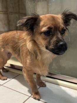 POPPIE -  Papillon Dog for Adoption in El Cajon, California - POPPIE | PetCurious