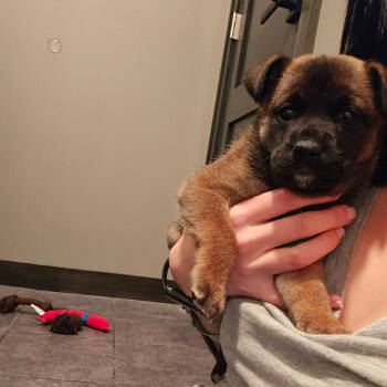 Rescue Mixed Breed Dogs for Adoption in Buffalo, Minnesota - Zulu | PetCurious