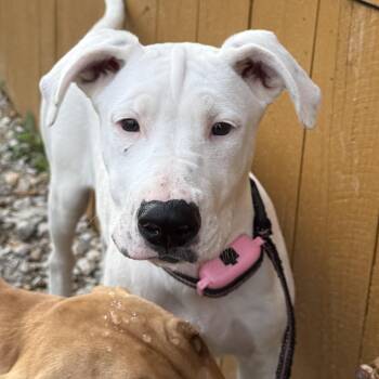 American Bulldog and German Shepherd Dog Dogs Available for Adoption in Krum, Texas - Macy | PetCurious