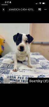 Pit Bull Terrier Dogs Available for Adoption - Dorothy  | PetCurious