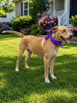 Poppy -  Labrador Retriever Dog for Adoption - Poppy | PetCurious