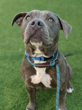 Pit Bull Terrier Dogs Available for Adoption in Eagle, Idaho - Judy **Courtesy Post. Out Of Town Pet. See Below For Details** | PetCurious