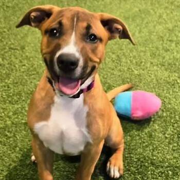 Light Fury -  Mixed Breed Dog for Adoption in Racine, Wisconsin - Light Fury | PetCurious