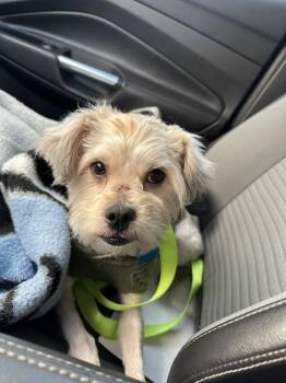 Rescue Mixed Breed Dogs for Adoption in Rapid City, South Dakota - Bentley | PetCurious