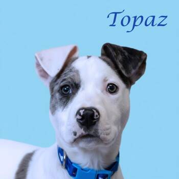 Mixed Breed Dogs Available for Adoption - Topaz D26-021 | PetCurious