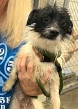 Otis -  Mixed Breed Dog Available for Adoption in Morristown, New Jersey - Otis | PetCurious