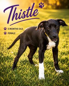 Thistle -  Hound and Mixed Breed Dog for Adoption in Kingsland, Georgia - Thistle | PetCurious