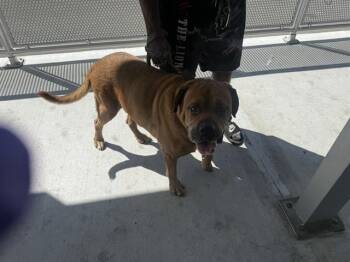 KING -  Rottweiler Dog for Adoption in Doral, Florida - KING | PetCurious