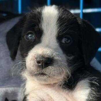 Rescue Australian Shepherd and Pit Bull Terrier Dogs for Adoption in Spring Hill, Kansas - Batter Boy | PetCurious