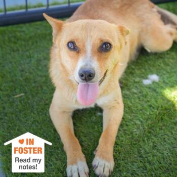 Chihuahua and Cattle Dog Dogs Available for Adoption in Kanab, Utah - Gracie | PetCurious