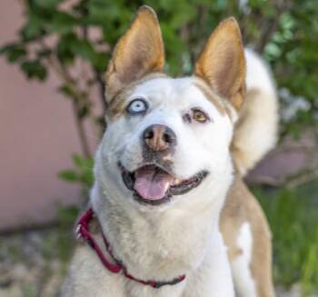 Gigi -  Siberian Husky Dog for Adoption in Golden, Colorado - Gigi | PetCurious