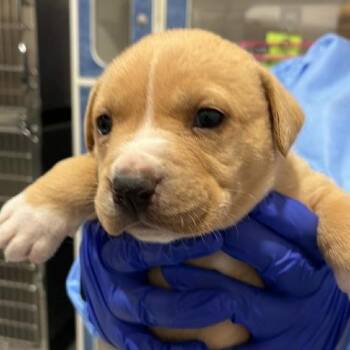 Mixed Breed Dogs Available for Adoption in Pinellas Park, Florida - Rainbow | PetCurious