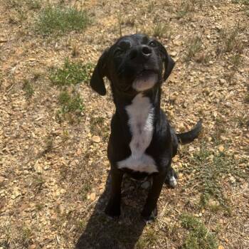 Deogie 090801A -  Labrador Retriever Dog for Adoption in Amory, Mississippi - Deogie 090801A | PetCurious