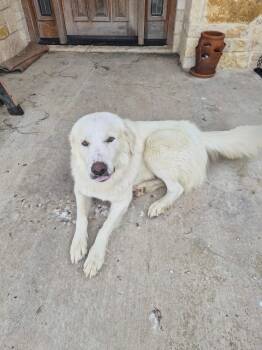 Great Pyrenees Dogs Available for Adoption in Quinlan, Texas - Lottie ATX | PetCurious