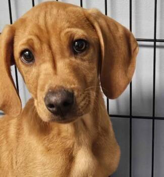 Mixed Breed Dogs Available for Adoption in Homewood, Illinois - Turtle | PetCurious