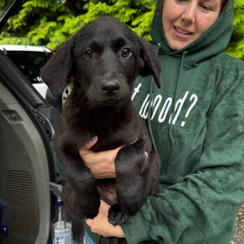 Collie and Black Labrador Retriever Dogs Available for Adoption in Stormville, New York - NY Koala Avail May 30 (Wabeeka Campground Copake NY) | PetCurious