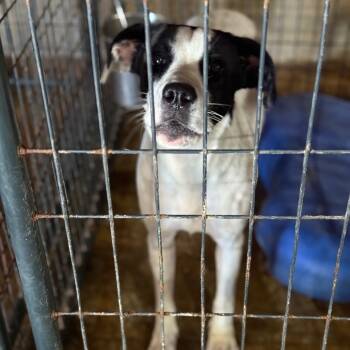 Rescue English Pointer Dogs for Adoption in Fort Smith, Arkansas - Erlene | PetCurious