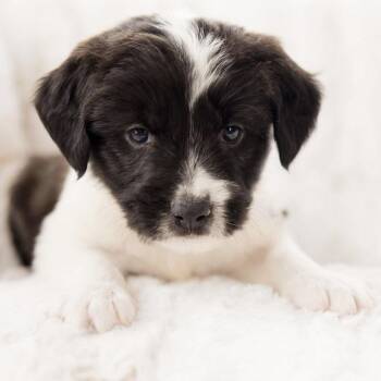 Terrier and Mixed Breed Dogs Available for Adoption in Shakopee, Minnesota - Earth | PetCurious