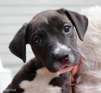 Butch -  Terrier Dog for Adoption in Bedford, Virginia - Butch | PetCurious
