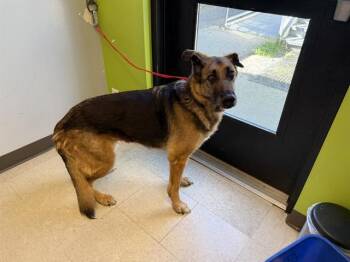 German Shepherd Dog Dogs Available for Adoption in Kent, Washington - KHALEESI | PetCurious