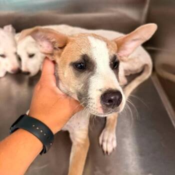 Trip 26-08-026 -  Cattle Dog Dog for Adoption in Bastrop, Texas - Trip 26-08-026 | PetCurious