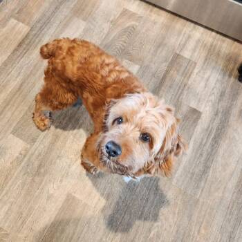 Finn -  Cockapoo Dog for Adoption in Oak Grove, Minnesota - Finn | PetCurious
