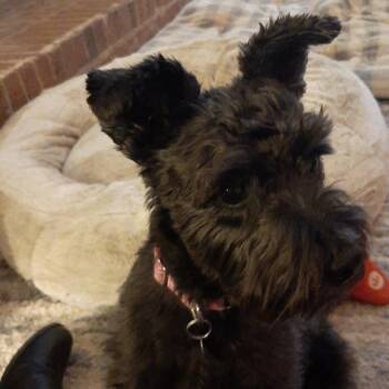 Miniature Schnauzer Dogs Available for Adoption - Bella | PetCurious