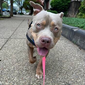 Mixed Breed Dogs Available for Adoption in Pittsburgh, Pennsylvania - Honeycutt | PetCurious