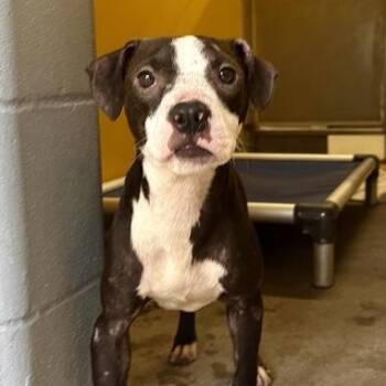 GYRO -  Mixed Breed Dog for Adoption in Fernandina Beach, Florida - GYRO | PetCurious