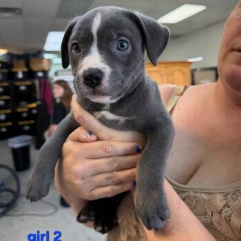 Girl 2 -  Pit Bull Terrier Dog for Adoption in Phoenix, Arizona - Girl 2 | PetCurious