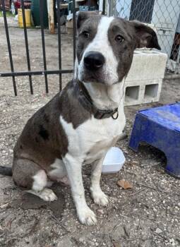Rusty -  Mixed Breed and Catahoula Leopard Dog Dog for Adoption in Austin, Texas - Rusty | PetCurious