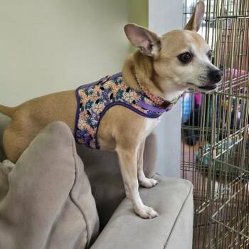 Chihuahua Dogs Available for Adoption in Shelby, North Carolina - Baby Girl | PetCurious