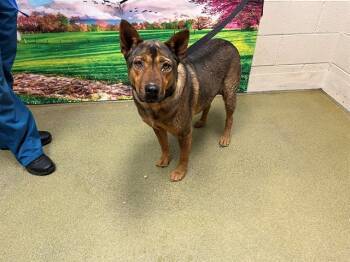 Rescue German Shepherd Dog and Mixed Breed Dogs for Adoption in Moreno Valley, California - A546767 | PetCurious