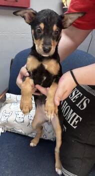 Tinker -  Labrador Retriever and American Bully Dog for Adoption in Dyersburg, Tennessee - Tinker | PetCurious