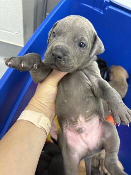 JOVI -  Pit Bull Terrier Dog for Adoption in Indianapolis, Indiana - JOVI | PetCurious