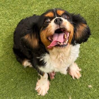 Flossy 0966 -  Cavalier King Charles Spaniel Dog for Adoption in Loxahatchee Groves, Florida - Flossy 0966 | PetCurious