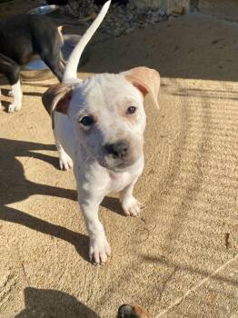 Opal -  Hound and Australian Cattle Dog Blue Heeler Dog for Adoption in Barnhart, Missouri - Opal | PetCurious