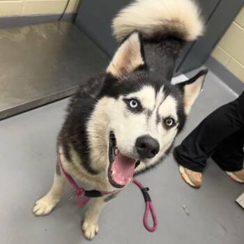 Lupin 6490 -  Mixed Breed Dog for Adoption in Columbus, Georgia - Lupin 6490 | PetCurious