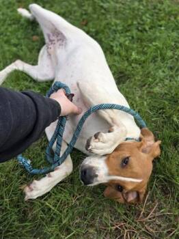 Zag -  Hound and Mixed Breed Dog for Adoption in Westland, Michigan - Zag | PetCurious