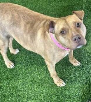 Mixed Breed Dogs Available for Adoption in West Chester, Pennsylvania - Lori | PetCurious