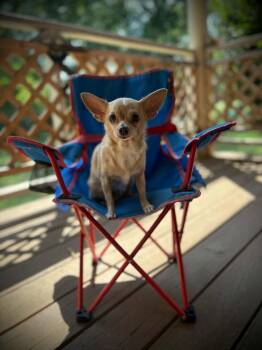 Sandy -  Chihuahua Dog for Adoption in Middletown, Connecticut - Sandy | PetCurious