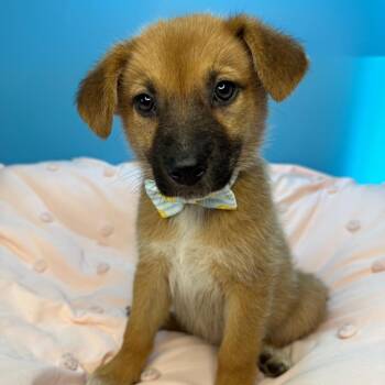 German Shepherd Dog and Mixed Breed Dogs Available for Adoption in San Antonio, Texas - Hilde | PetCurious