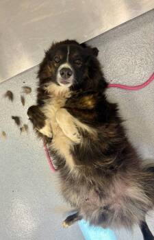Rocket -  Australian Shepherd Dog for Adoption in Chillicothe, Ohio - Rocket | PetCurious