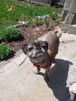 Rescue Pug and Chihuahua Dogs for Adoption in Mendon, Vermont - Roscoe | PetCurious