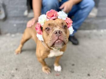 Red Berry -  Mixed Breed Dog for Adoption in New York, New York - Red Berry | PetCurious