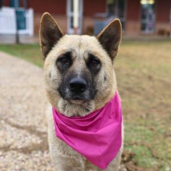German Shepherd Dog Dogs Available for Adoption in San Antonio, Texas - PUPPERS | PetCurious