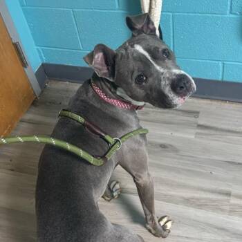 Terrier Dogs Available for Adoption in St. Louis, Missouri - Starmie | PetCurious